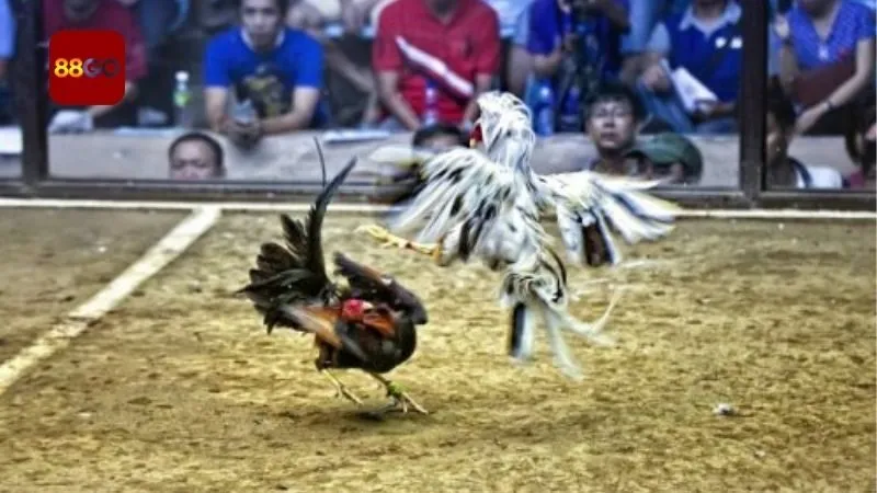 muc-cuoc-va-loi-ich-khi-tham-gia-vao-choi-tai-da-ga-88go