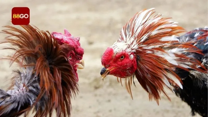 nhung-tran-dau-noi-bat-nhat-o-tren-da-ga-88go