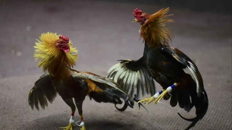 Đá Gà Cam 67: Văn Hóa và Công Nghệ Trong Thú Vui Cá Cược 2 da-ga-cam-67-van-hoa