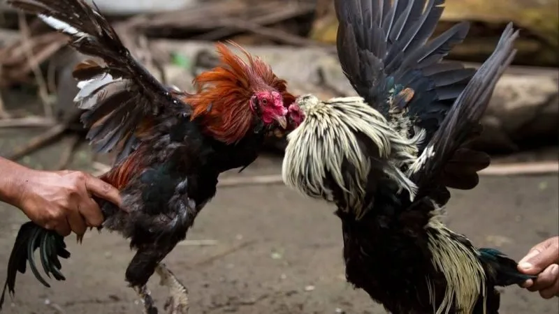 Đá Gà Cam 67: Văn Hóa và Công Nghệ Trong Thú Vui Cá Cược 3 da-ga-cam-67-khoanh-khac