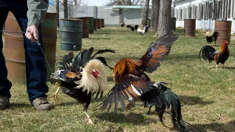 Đá Gà Cam 67: Văn Hóa và Công Nghệ Trong Thú Vui Cá Cược 4 da-ga-cam-67-van-de-phap-ly