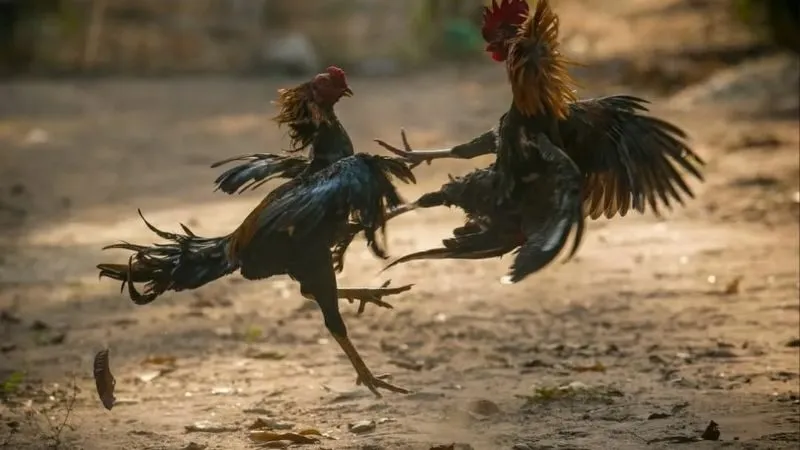 Trực tiếp đá gà cựa dao - Xem trận đấu hấp dẫn từng phút 3 truc-tiep-da-ga-cua-dao-quy-trinh