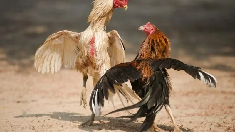 Trực tiếp đá gà cựa dao - Xem trận đấu hấp dẫn từng phút 4 truc-tiep-da-ga-cua-dao-ky-thuat