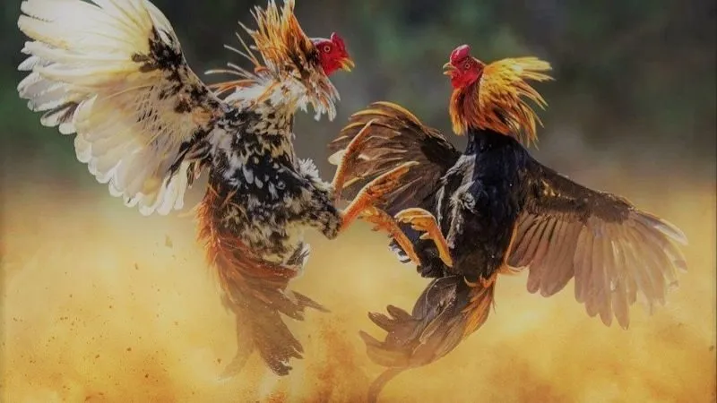 Trực tiếp đá gà cựa dao - Xem trận đấu hấp dẫn từng phút 1 truc-tiep-da-ga-cua-dao